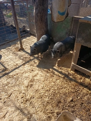 Porci vietnamez - imagine 3