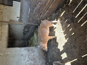 De vanzare purcelusa  de carne! - imagine 2