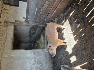 De vanzare purcelusa  de carne!