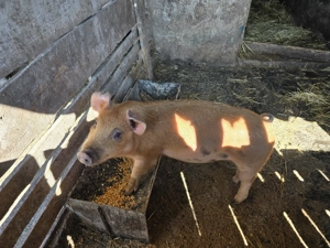 De vanzare purcelusa  de carne! - imagine 3