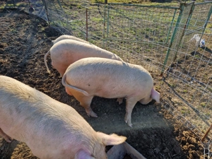 vierus vier vieri vierusi scroafa scrofita albi 10 luni - imagine 5