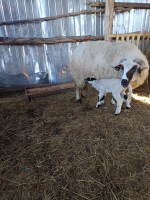 oaie cu berbecuț  - imagine 2