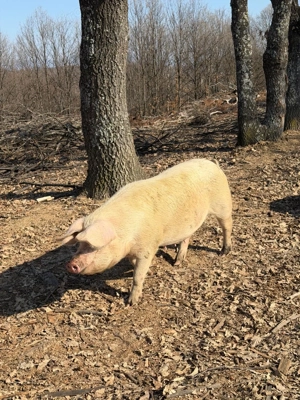 Vând Porci crescuți la munte: 150-180 kg - Marele Alb cu Landrace - imagine 2