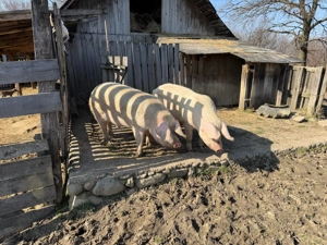 Vând Porci crescuți la munte: 150-180 kg - Marele Alb cu Landrace - imagine 3