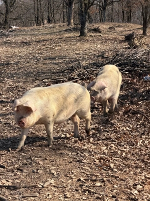 Vând Porci crescuți la munte: 150-180 kg - Marele Alb cu Landrace