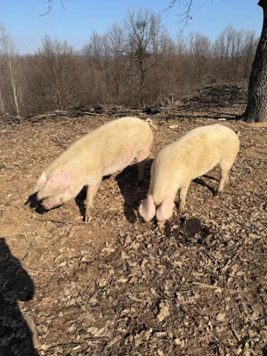 Vând Porci crescuți la munte: 150-180 kg - Marele Alb cu Landrace - imagine 4