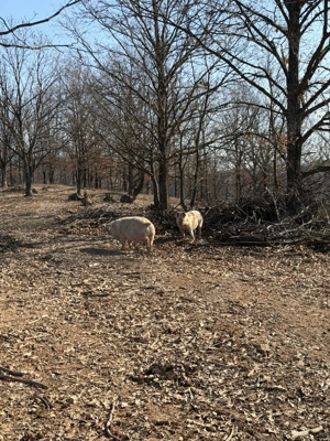 Vând Porci crescuți la munte: 150-180 kg - Marele Alb cu Landrace - imagine 5