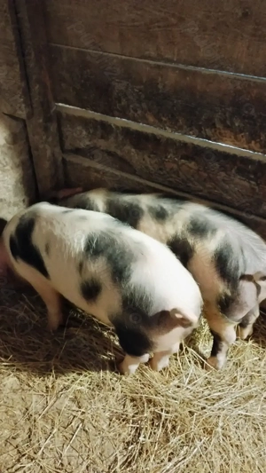 Vând șoldani la 40 kg 
