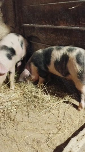 Vând șoldani la 40 kg  - imagine 2