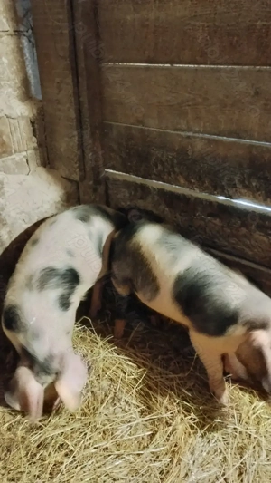 Vând șoldani la 40 kg  - imagine 4