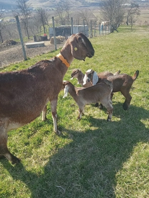 Vând Tapisori Anglo Nubian 
