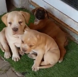 Pui Cane corso - imagine 3