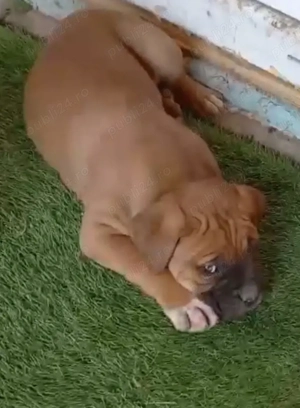 Pui Cane corso - imagine 2