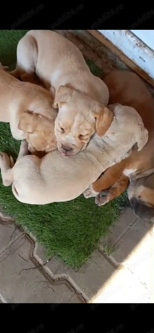 Pui Cane corso - imagine 5