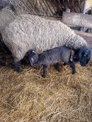 Vând oi cu mieii  - imagine 4