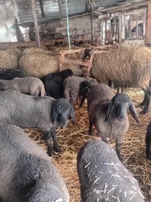 Vând oi cu mieii  - imagine 2