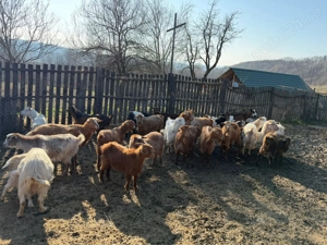Vând 40 CAPRE fără coarne cu iezi - bune de carne şi de lapte - imagine 4