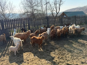 Vând 40 CAPRE fără coarne cu iezi - bune de carne şi de lapte - imagine 3