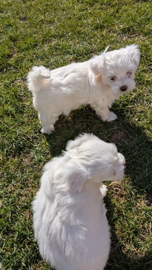 vand bichon maltez - imagine 3