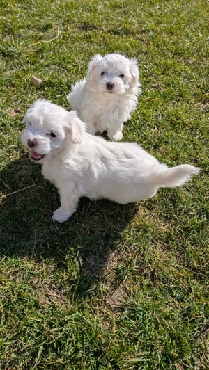 vand bichon maltez - imagine 4