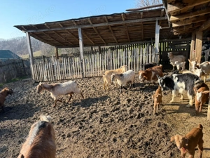 Vând 40 CAPRE fără coarne cu iezi - bune de carne şi de lapte - imagine 2