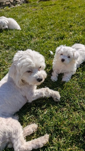 vand bichon maltez - imagine 2
