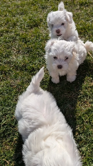 vand bichon maltez - imagine 5