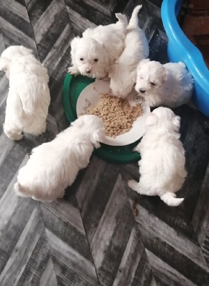 Bichoni maltese-frise