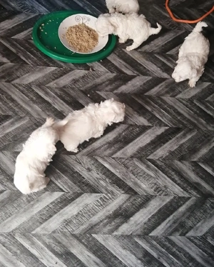 Bichoni maltese-frise - imagine 3