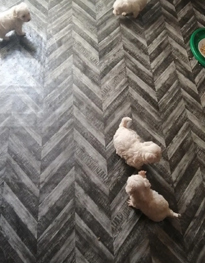 Bichoni maltese-frise - imagine 4