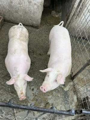 Șoldani la preț bun @ - imagine 5