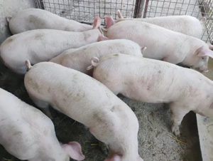 Vand Purcei Marel Alb cu Landrace si Porcii