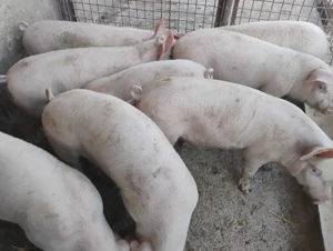 Vand Purcei Marel Alb cu Landrace si Duroc