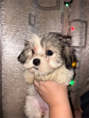 Bishon maltez  - imagine 3