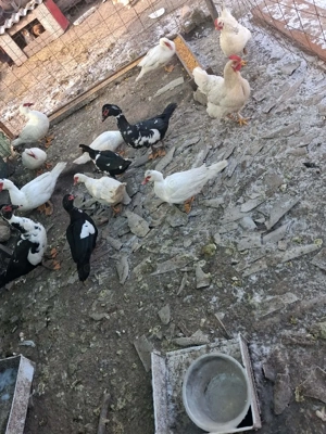 vând 14 rațe  mute 