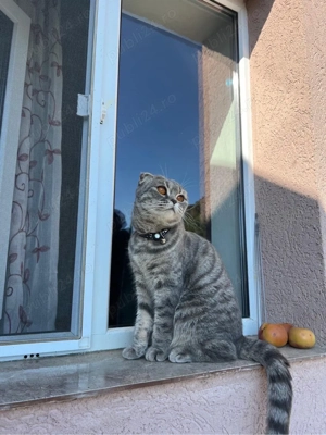 British & Scottish - imagine 4