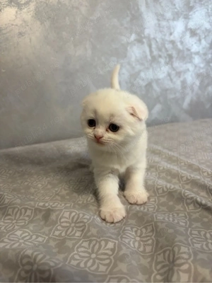 British & Scottish - imagine 2