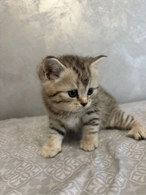 British & Scottish - imagine 3