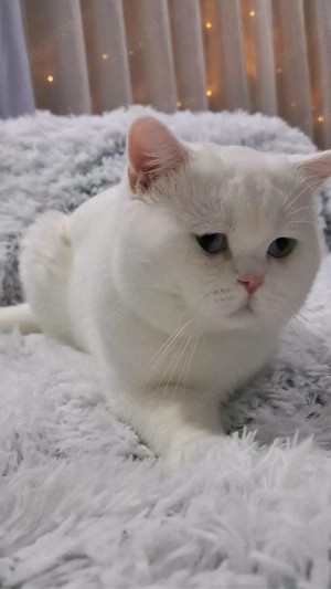 British & Scottish - imagine 5