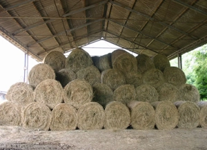 De vânzare baloți mari din fână de grădină 30 buc 400 kg Băile Homorod