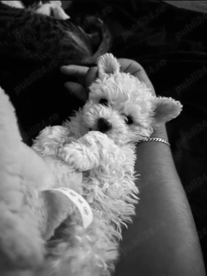 Vand bichon talie mica baietel 6 saptamani