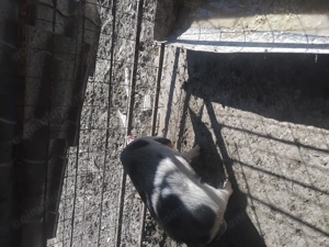 Vând un mascor ne castrat - imagine 5