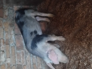 Vând un mascor ne castrat - imagine 2