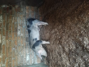 Vând un mascor ne castrat