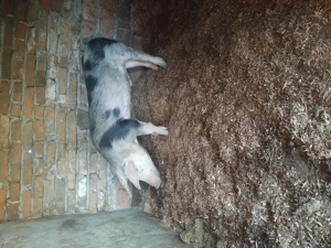 Vând un mascor ne castrat - imagine 4