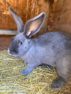 iepuri pestrit german - imagine 2