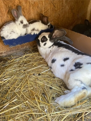 iepuri pestrit german - imagine 3