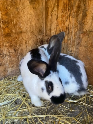 iepuri pestrit german - imagine 5