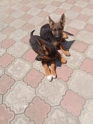 căței donez  - imagine 3