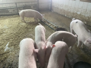 Purcei de mare calitate disponibili  - imagine 2